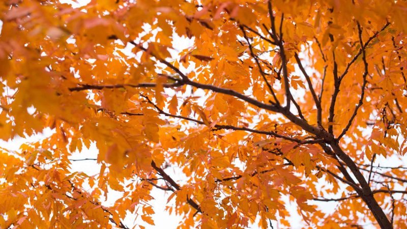 why fall is the best time to receive laser eye surgery