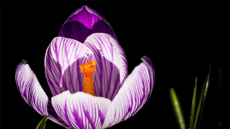 Crocus