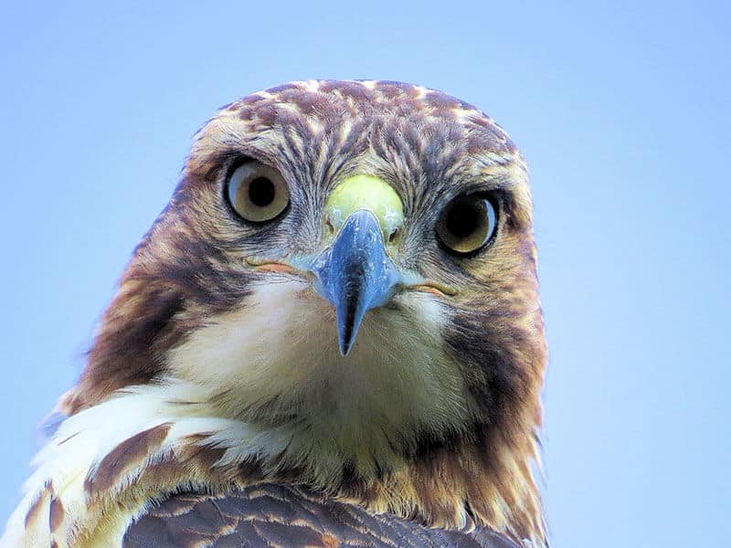 Red Tailed Hawk